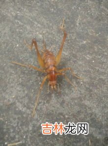纺织娘是什么昆虫,纺织娘是什么昆虫