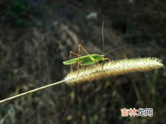 纺织娘是什么昆虫,纺织娘是什么昆虫