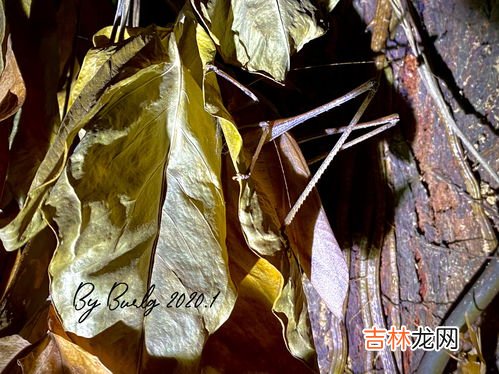 纺织娘是什么昆虫,纺织娘是什么昆虫