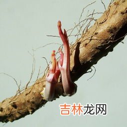 山药发芽还能吃吗,发芽的山药还能吃吗