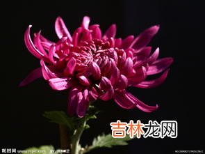 菊花有什么颜色,菊花是什么颜色