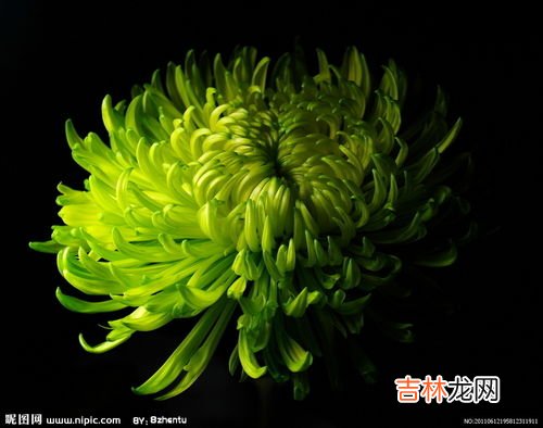 菊花有什么颜色,菊花是什么颜色