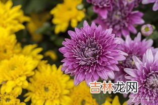 菊花有什么颜色,菊花是什么颜色