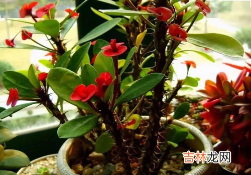 纸树开花的溶液有毒吗,造纸树有毒吗-有什么样的毒素呢?对人体都哪些伤害?对环境,水,土,空气有什么样的影响?