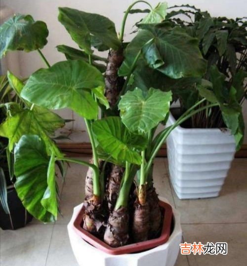 纸树开花的溶液有毒吗,造纸树有毒吗-有什么样的毒素呢?对人体都哪些伤害?对环境,水,土,空气有什么样的影响?