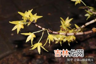 耳环石斛怎么泡水喝,铁皮石斛泡水喝的正确方法 怎么用铁皮石斛泡水喝