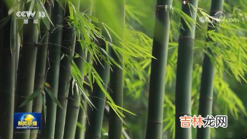 竹子的特点是什么,竹子的特点是什么?