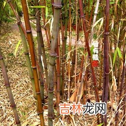 竹子的特点是什么,竹子的特点是什么?