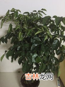 幸福树的叶子卷了为什么,幸福树的叶子卷曲了这是为什么