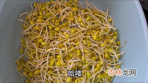 豆芽怎么种植方法,种豆芽的步骤方法