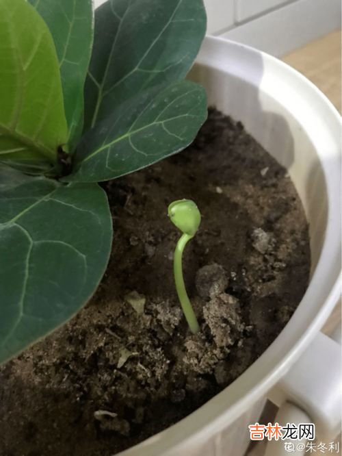 豆芽怎么种植方法,种豆芽的步骤方法