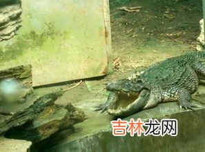 鳄鱼是冷血动物吗,鳄鱼是冷血动物吗