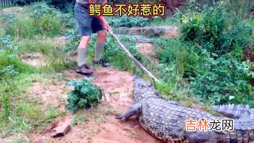 鳄鱼是冷血动物吗,鳄鱼是冷血动物吗