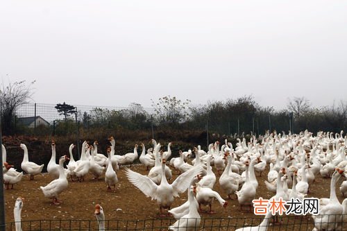 鹅的养殖方法和技术,鹅的养殖方法和技术