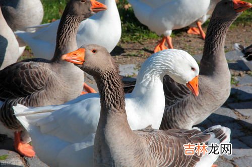 鹅的养殖方法和技术,鹅的养殖方法和技术