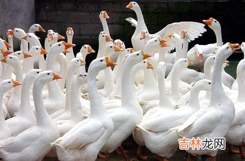 鹅的养殖方法和技术,鹅的养殖方法和技术