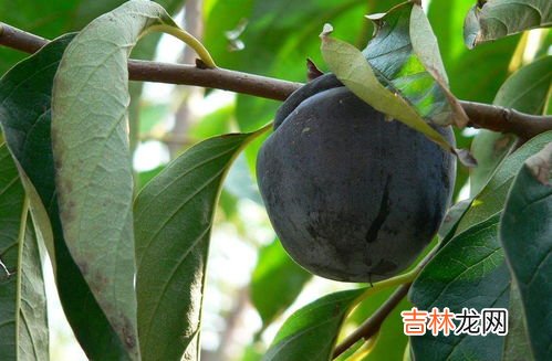 柿子里面黑了还能吃吗,脆柿子里面黑了还能吃吗