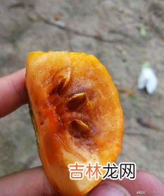 柿子里面黑了还能吃吗,脆柿子里面黑了还能吃吗