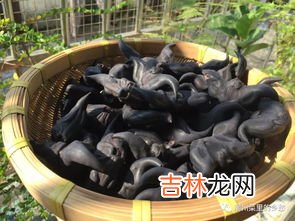 菱角老了怎么煮,老菱角怎么煮 老菱角好吃还是鲜菱角好吃