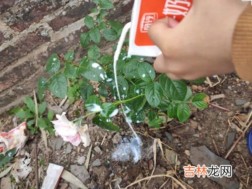 用高锰酸钾浇花会把花烧死吗,高锰酸钾高浓度喷洒会伤害植物的叶子吗
