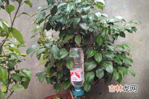 用高锰酸钾浇花会把花烧死吗,高锰酸钾高浓度喷洒会伤害植物的叶子吗