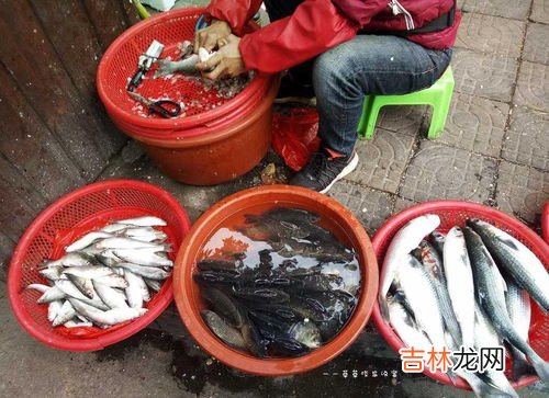 醋蒸鲫鱼怎么做,清蒸鱼鲫鱼