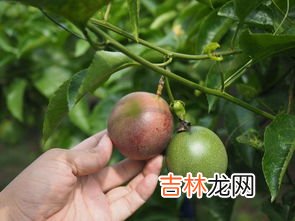 百香果养胃还是伤胃,长期喝百香果蜂蜜水