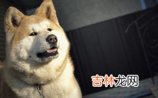 柴犬和秋田犬的区别是什么,怎么区分秋田犬和柴犬