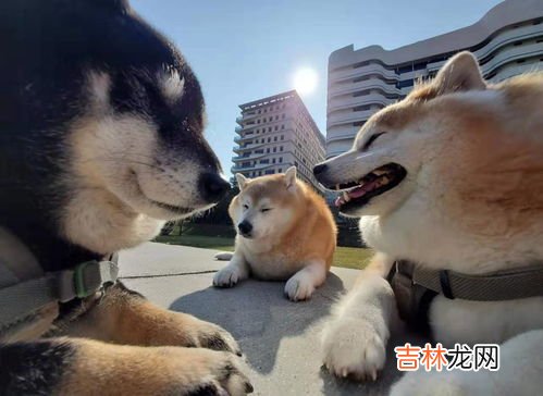 柴犬和秋田犬的区别是什么,怎么区分秋田犬和柴犬