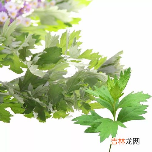 新娘床上放艾草寓意什么,端午节，挂艾草，作用真不少，驱蚊消毒能泡脚，结婚离不了