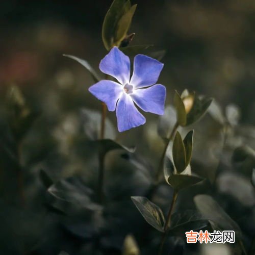 长春花的花瓣是不是有毒,长春花能在室内养吗，它有毒吗对人不好吗？