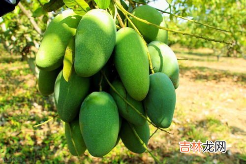 非盲目吃芒果,芒果的禁忌人群有哪些
