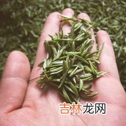 黄山毛尖是什么,黄山毛尖属于什么茶