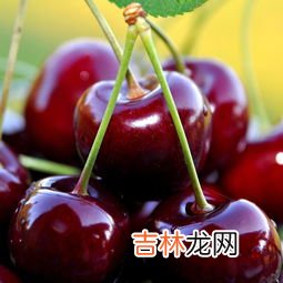 车厘子不能和什么一起吃,车厘子不能和什么一起吃