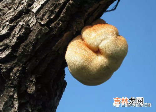 香鸡猴头粉适用人群,香菇鸡蛋汤功效
