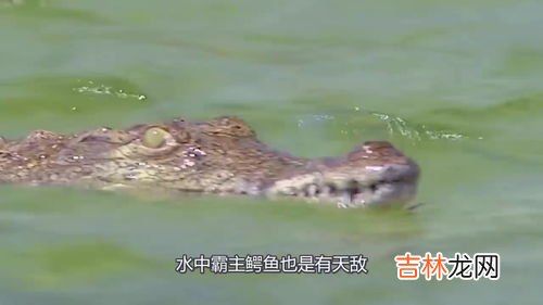 鳄鱼是蛇的天敌吗,像森蚺那样庞大的蟒蛇,它们的天敌是什么?