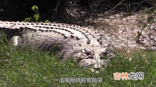 鳄鱼是蛇的天敌吗,像森蚺那样庞大的蟒蛇,它们的天敌是什么?