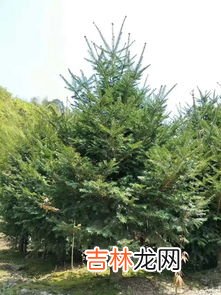 冷杉精油,冷杉树精油中所含蒎烯旋光度多少