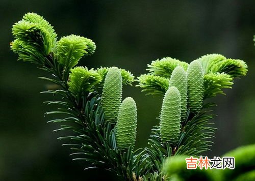 冷杉精油,冷杉树精油中所含蒎烯旋光度多少