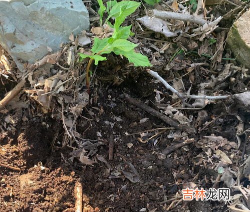 水分在植物体内的运输途径,在生物细胞植物中水分的运输途径是什么？