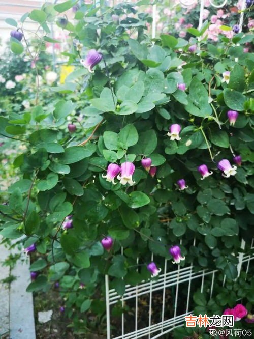 风铃花种子种之前要怎么处理吗,黄花风铃花种植方法