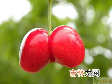 百令胶囊的功效与作用,百令胶囊说明书及功效