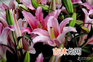 粉百合寓意,粉色的百合花寓意