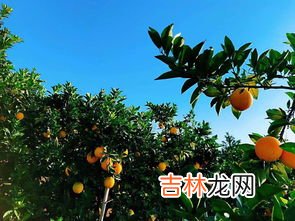 冬天脐橙怎么保存,橙子冬天放室外还是室内 如何在冬天保存橙子