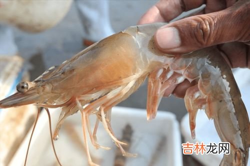 熟虾可以放冰箱第二天吃吗,煮好的虾放冰箱过夜能吃吗 煮好的虾放冰箱过夜能不能吃