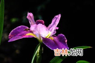 代表友谊的花有哪些,象征友谊的花