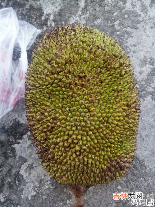 菠萝蜜没熟吃了会中毒吗,菠萝蜜核煮不熟有毒吗 菠萝蜜核的食用价值