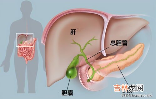 胆汁是哪个器官分泌出来的,胆汁是由什么分泌的东西