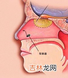 胆汁是哪个器官分泌出来的,胆汁是由什么分泌的东西