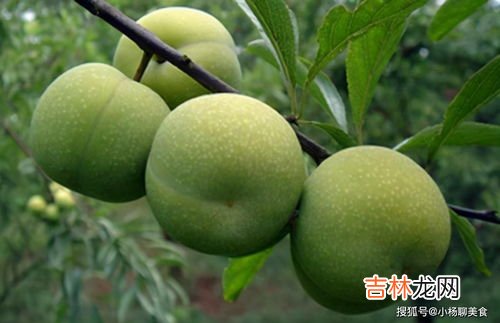 吃李子便秘还是通便,吃李子的好处与坏处 盘点吃吃李子的好处与坏处